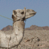 sinai.gif (8459 bytes)